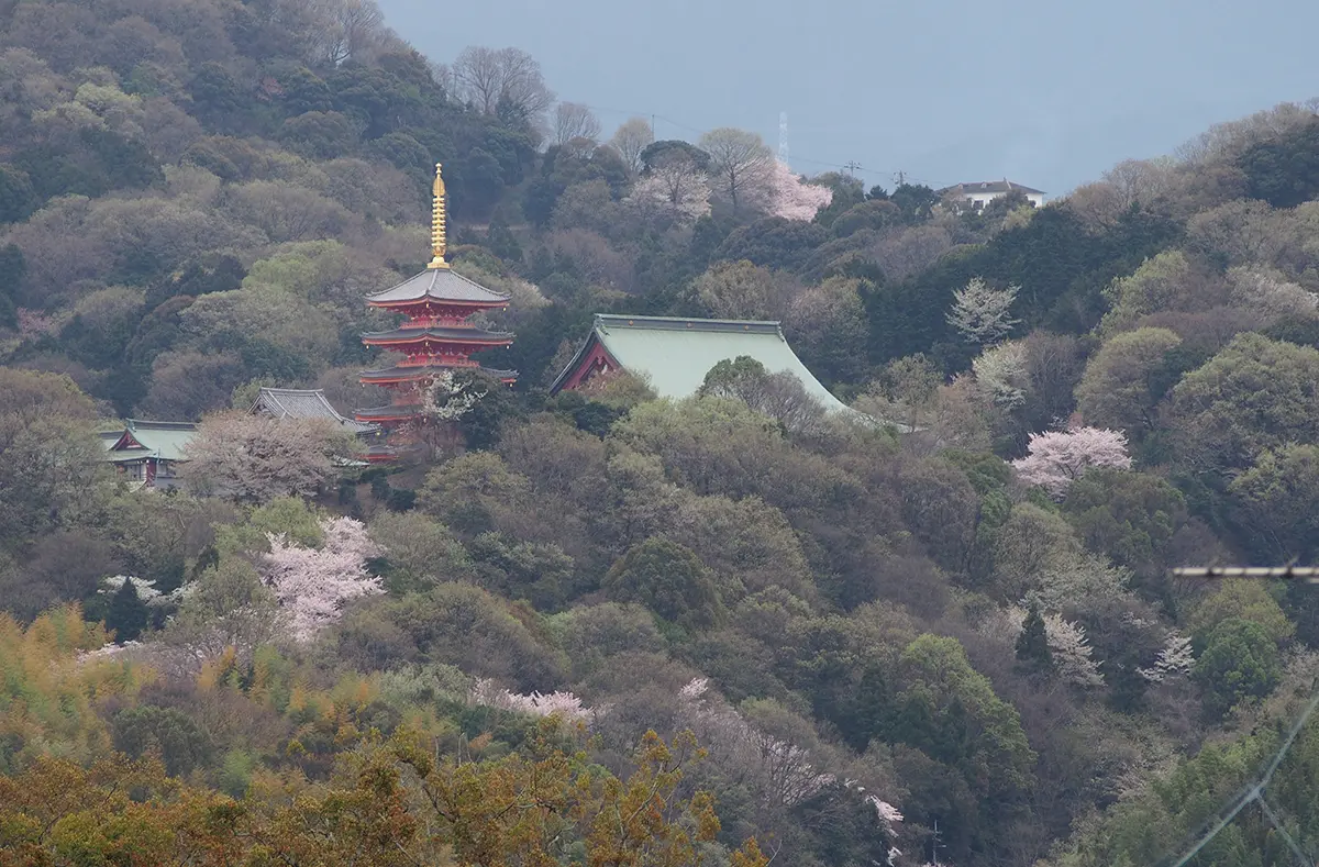屋上庭園から見える願昭寺の五重塔と周辺の山並み