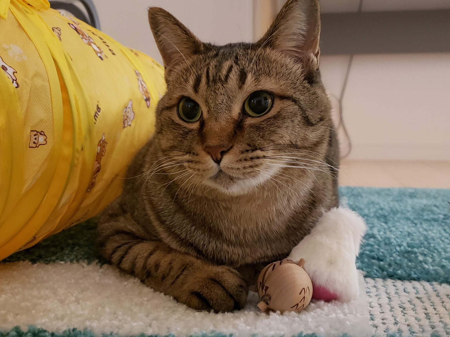 ねこの好きな遊び＿このねこはねずみと遊ぶことが好き