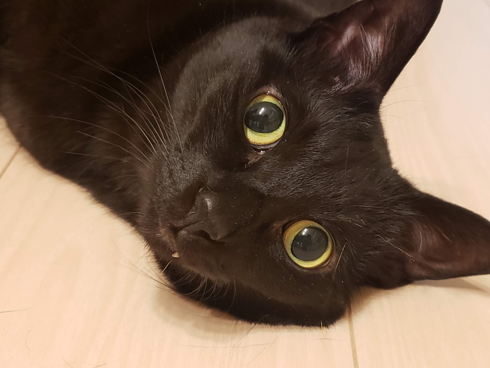 ねこの性格＿このねこは甘えん坊
