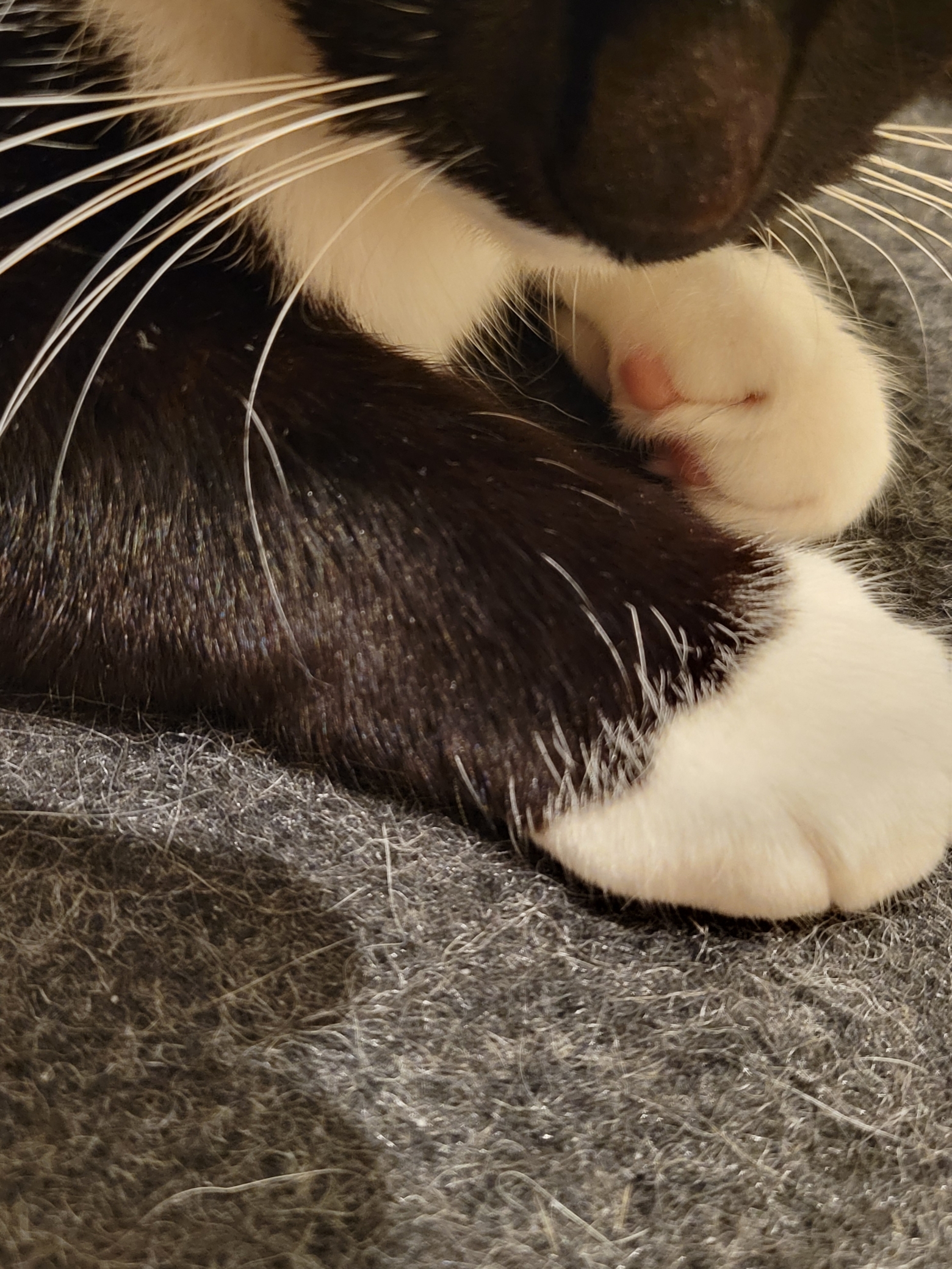 身体の特徴＿このねこの足は短め