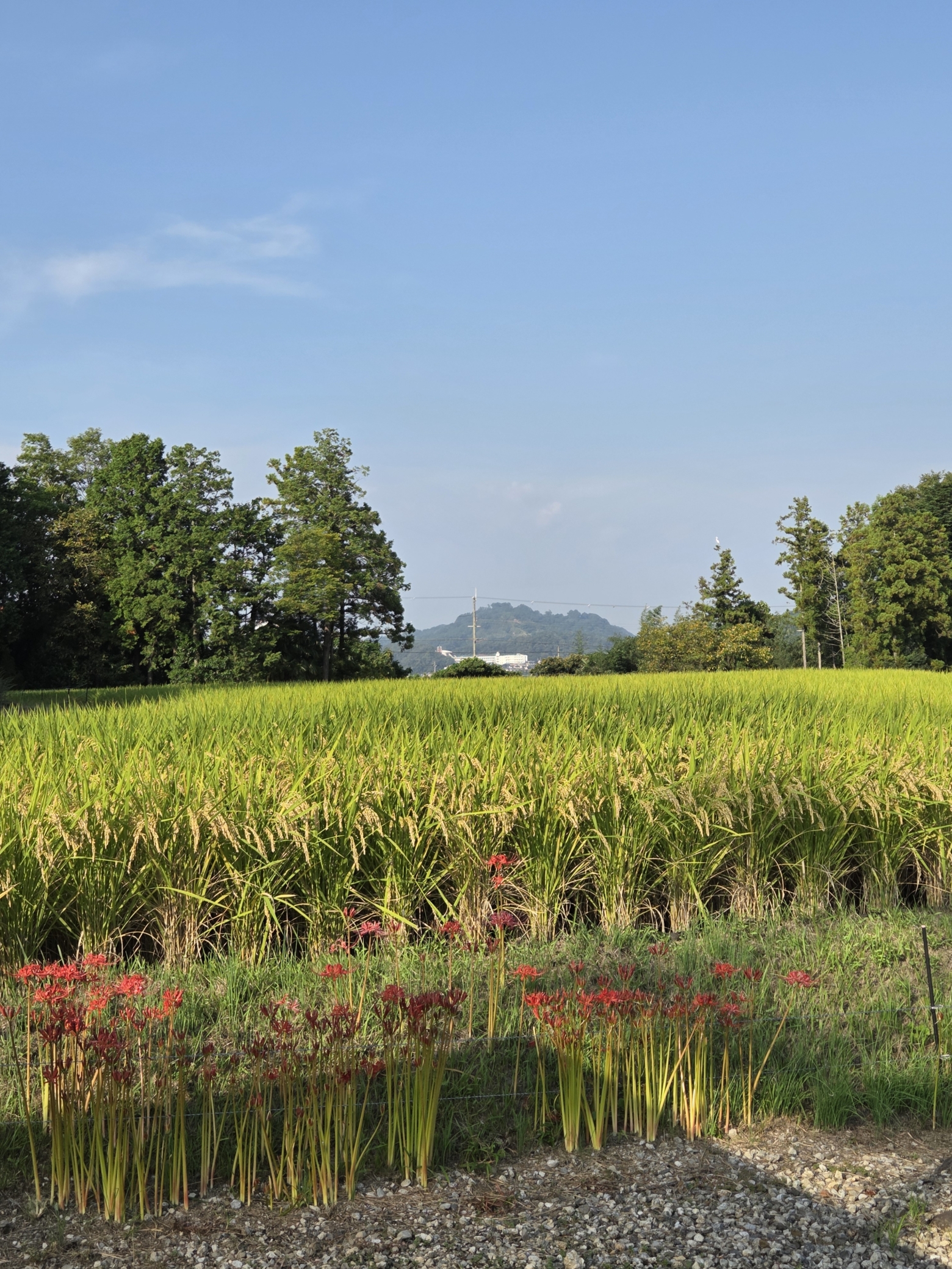 稲刈り前の田んぼと彼岸花のつぼみのある風景