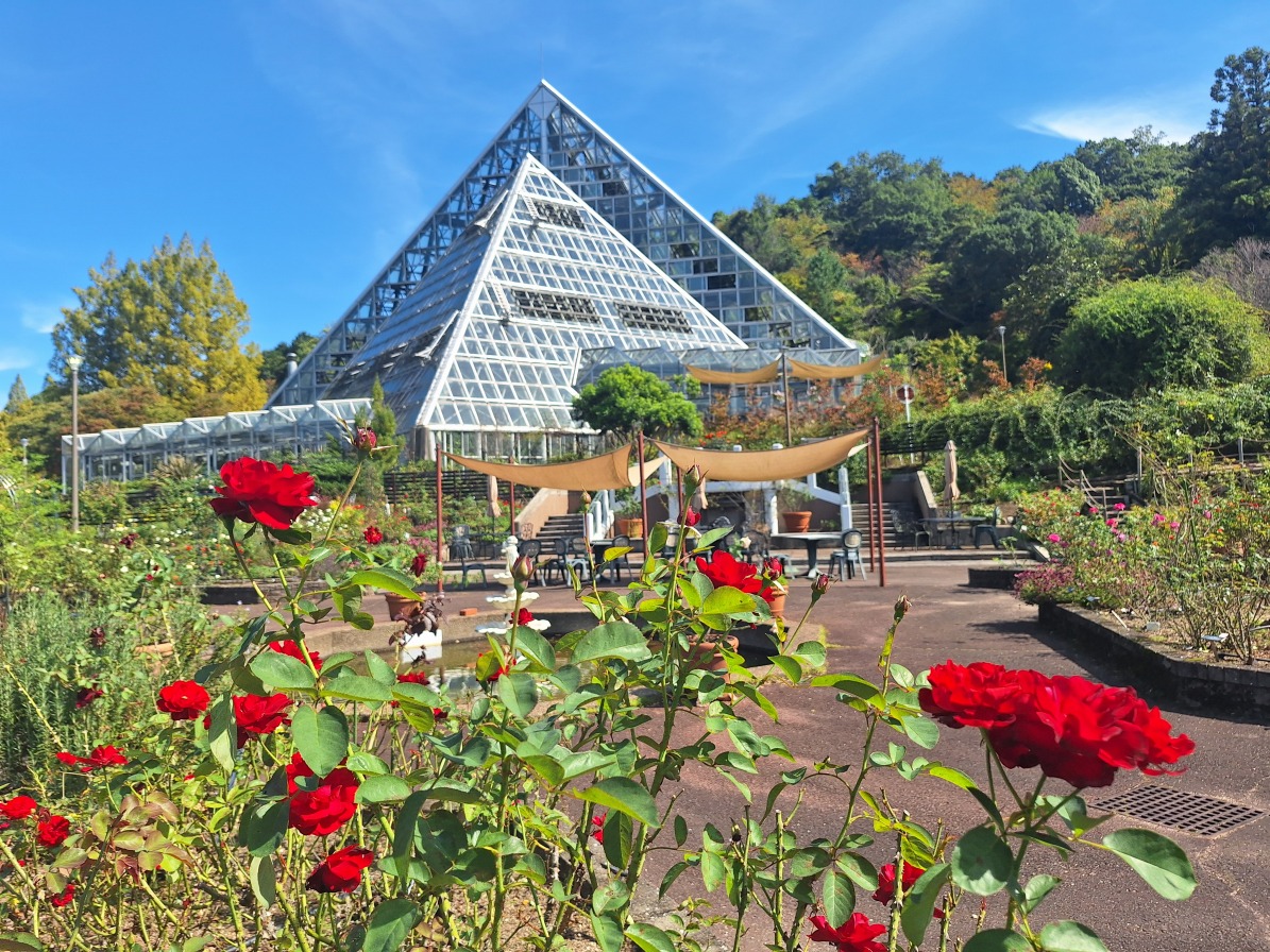 大阪府立花の文化園で秋を満喫！フラワーコンサート＆秋の花摘み園開催中！